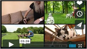 Video über die Entwurmung bei Hund und Katze